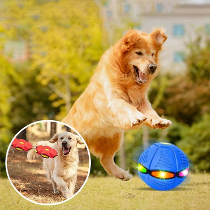 balle rebondissante - caninpassion.com