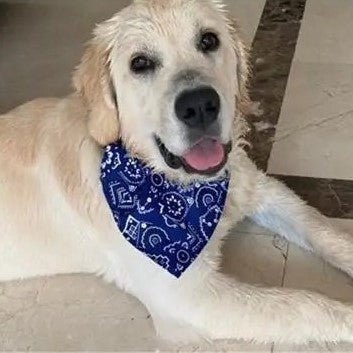 collier bandana pour chien bleu