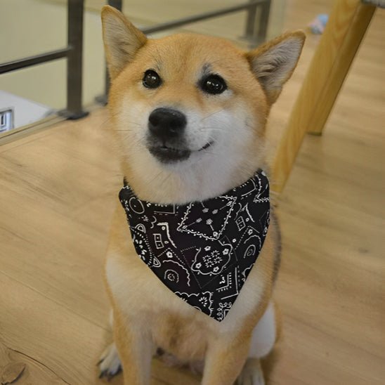 collier bandana pour chien noir