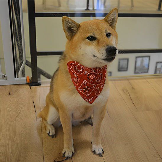 collier bandana pour chien rouge