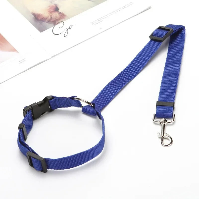 laisse-sécurite-bleu