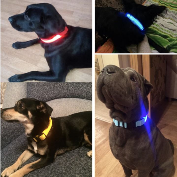 LedCollar™ - Collier à LED rechargeable pour chien - caninpassion.com