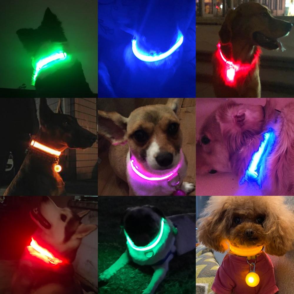 LedCollar™ - Collier à LED rechargeable pour chien - caninpassion.com