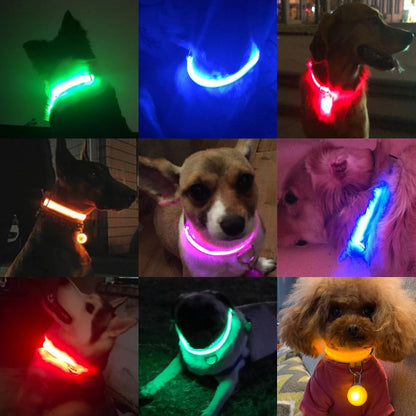 LedCollar™ - Collier à LED rechargeable pour chien - caninpassion.com